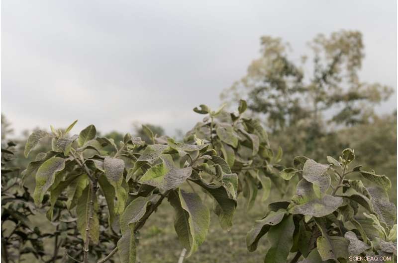 Guatemala s Volcano of Fire Erupts, Prompting Mass Evacuations