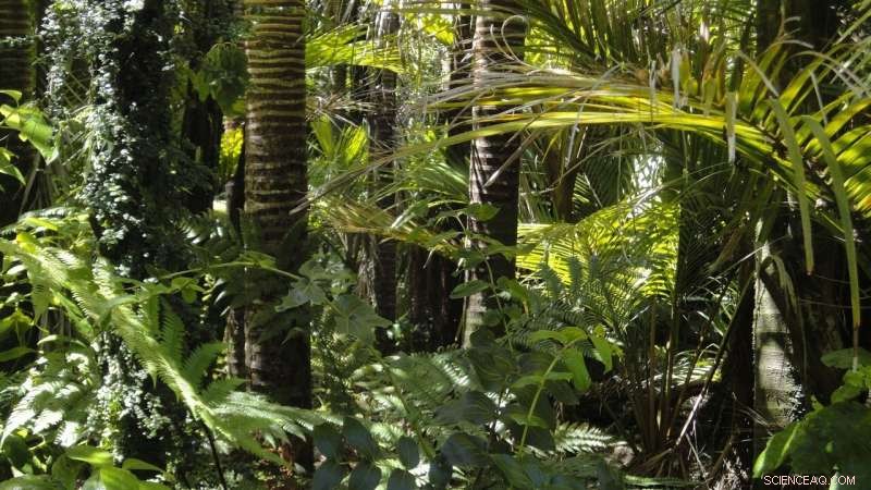 Study Reveals 75% of Amazon Rainforest Approaching Critical Dieback Tipping Point