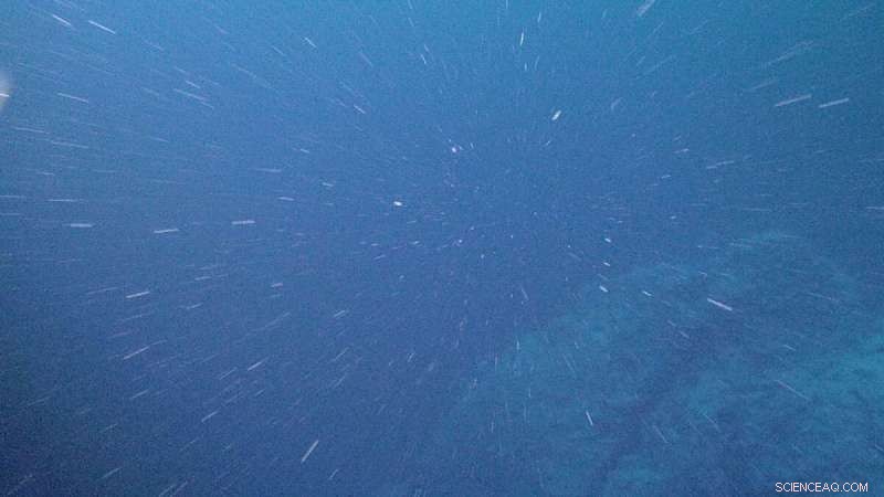 How Seasonal Changes Shape the Ocean s Carbon Cycle