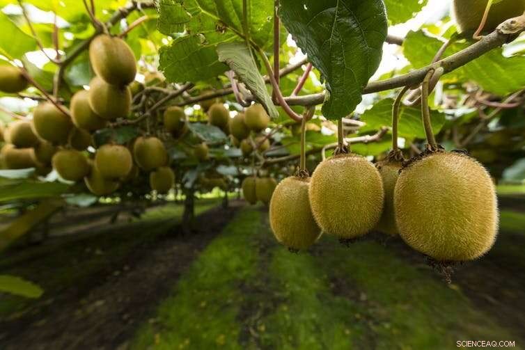 New Zealand Farmers Adapt to Climate Change—Challenges Remain
