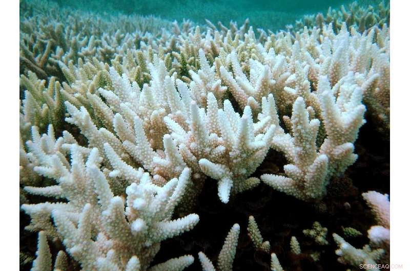 UN: Climate Change Causes Irreversible Losses for Coral Reefs—Urgent Action Needed