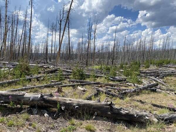 US Climate Risks on the Rise: Scientists Urge Action for Future Generations