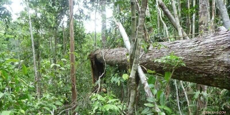 Climate Change Drives High Tree Mortality in Southern Amazon, New Study Finds