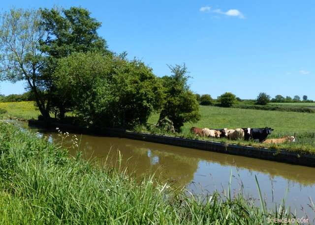 Environmental DNA Analysis: Tracing and Managing Fecal Contamination