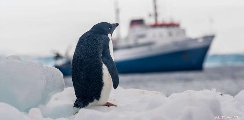 Antarctic Tourism Impact: One Tourist Equals 83 Tons of Snow Melt