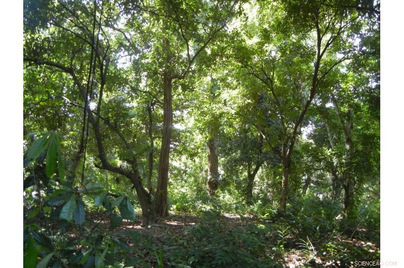 Carbon Payments Are Crucial for Forest Protection: Lessons from Pemba’s REDD+ Program