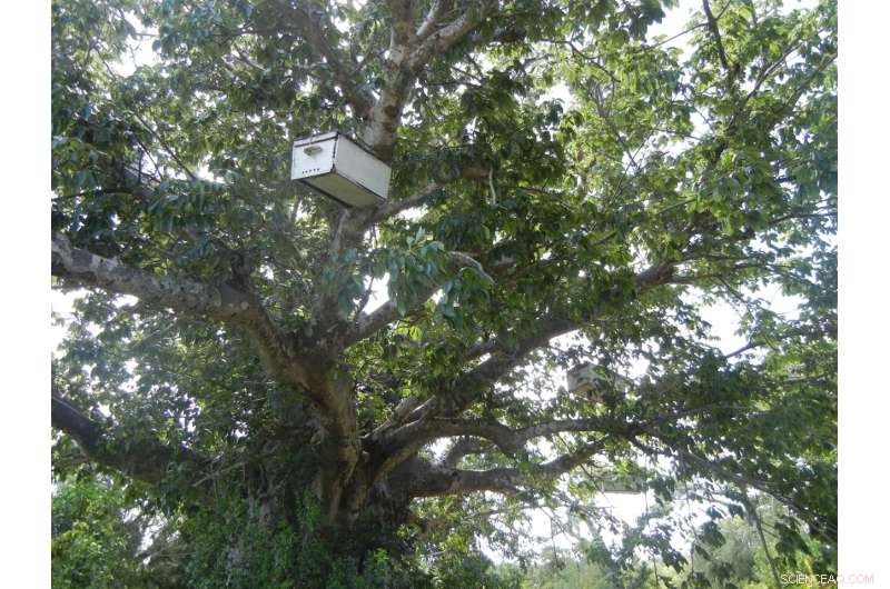 Carbon Payments Are Crucial for Forest Protection: Lessons from Pemba’s REDD+ Program