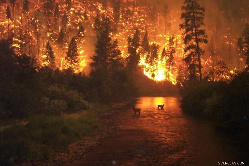 How Rising Forest Fires Alter River Flow – A Boon or a Curse?