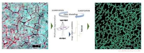 Automated Arctic Ice‑Wedge Mapping with Satellites, Supercomputers, and Deep Learning