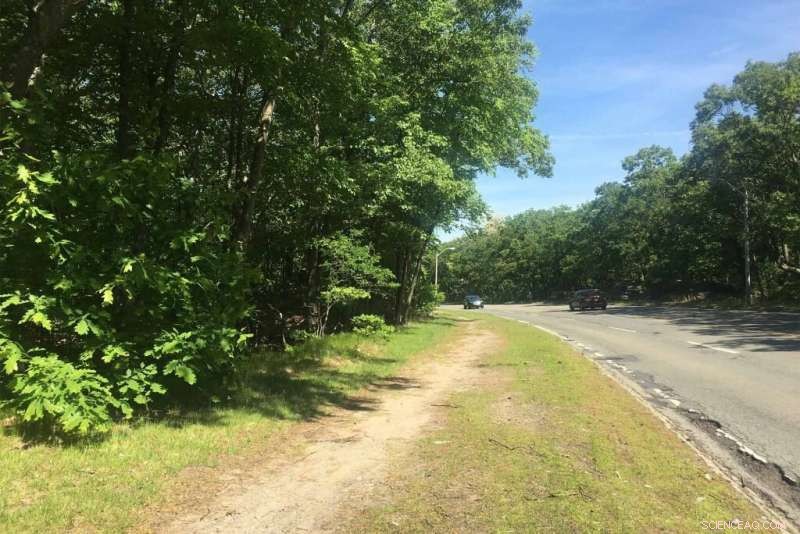 New Study Reveals Urban Trees & Soil Capture More Carbon Than Expected