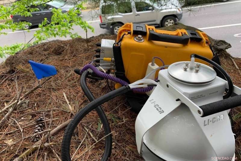 New Study Reveals Urban Trees & Soil Capture More Carbon Than Expected