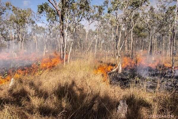 How British Colonisation Turned Australia’s Forests into Catastrophic Fire Hazards