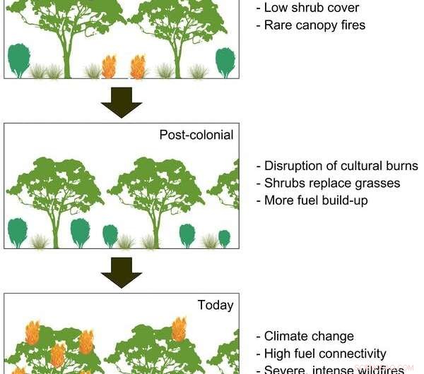 How British Colonisation Turned Australia’s Forests into Catastrophic Fire Hazards