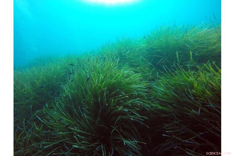 Seagrass Meadows Persistently Emit Methane After Die-Off, Threatening Coastal Ecosystems