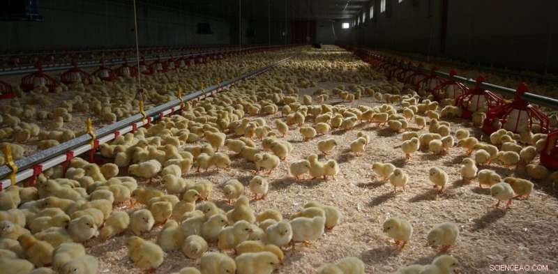 How Meat Consumption Is Threatening Our Planet—and How Shifting Perspectives Can Help