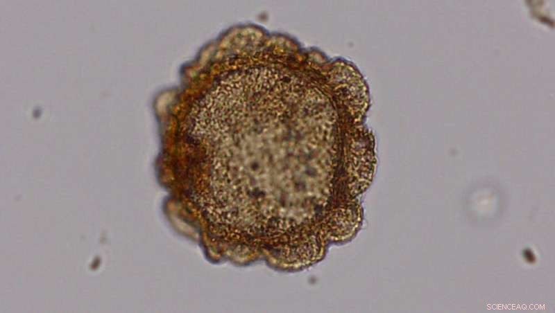 Reconstructing Ancient Britain s Climate to Predict Future Climate Crisis