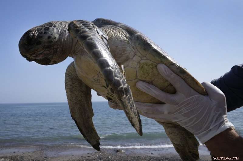 Oceans Face Decades-Long Rise in Plastic Pollution: Impacts and Solutions