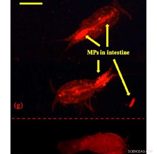 Discarded Surgical Masks Endanger Marine Life and the Food Chain