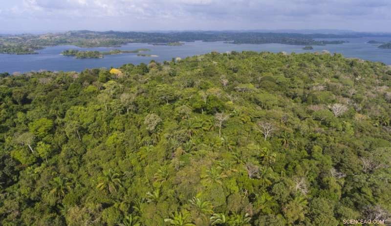 Scientists Reveal Rapid Recovery of Tropical Forests When Left to Regenerate
