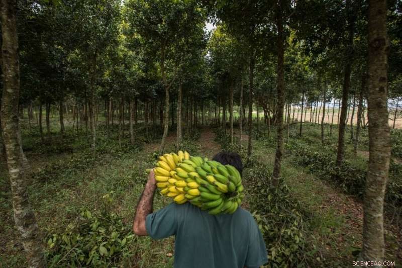 Planting Trees on Pastureland Significantly Reduces Temperatures in Tropical Regions