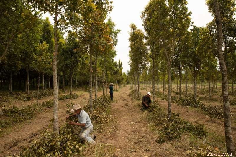 Planting Trees on Pastureland Significantly Reduces Temperatures in Tropical Regions