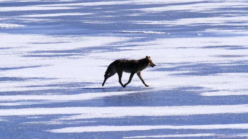 Urgent Efforts to Restore the Great Salt Lake: Are They Sufficient?