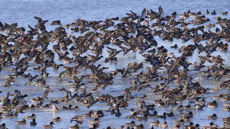 Urgent Efforts to Restore the Great Salt Lake: Are They Sufficient?