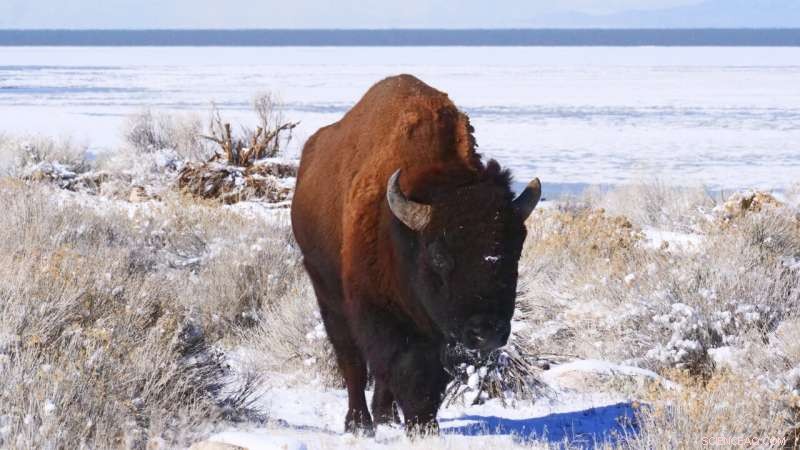 Urgent Efforts to Restore the Great Salt Lake: Are They Sufficient?