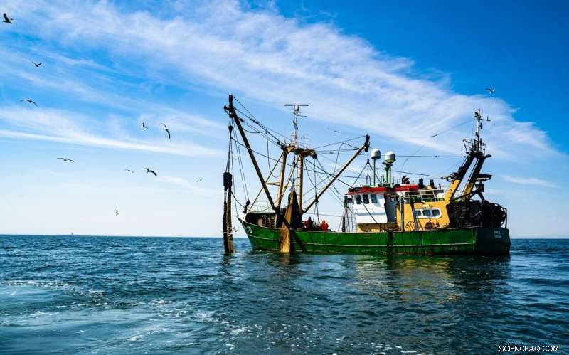 Climate Change Threatens Global Fisheries as Oceans Face Oxygen Depletion