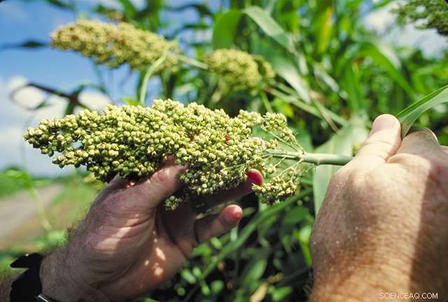 Sorghum and Drought‑Tolerant Cereals: Enhancing Nutrition and Promoting Sustainable Agriculture
