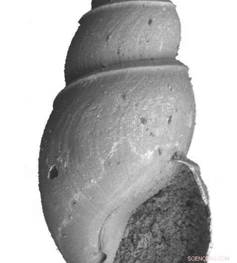 Fossil Snail Shells Unveil Novel Technique for Analyzing Ancient Ocean Chemistry