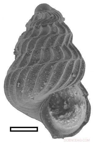 Fossil Snail Shells Unveil Novel Technique for Analyzing Ancient Ocean Chemistry