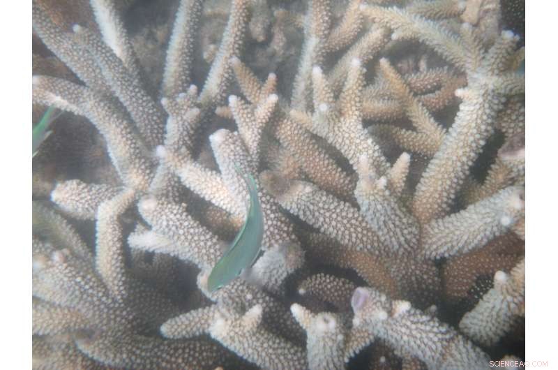 Satirical Claim of Great Barrier Reef s Demise Undermines Climate Action