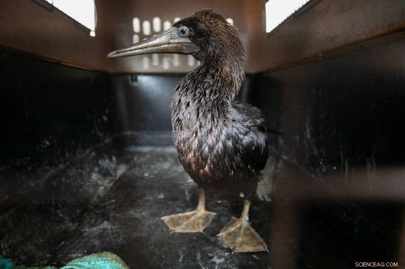 Peru Urges Swift Action to Rescue Seabirds Affected by Massive Oil Spill