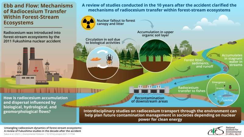 Mapping Radioactive Cesium Pathways in Fukushima’s Ecosystem: Insights for Future Contamination Management