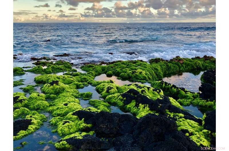 Pristine Groundwater Seeps Sustain Native Algae Along Hawaii’s Coasts