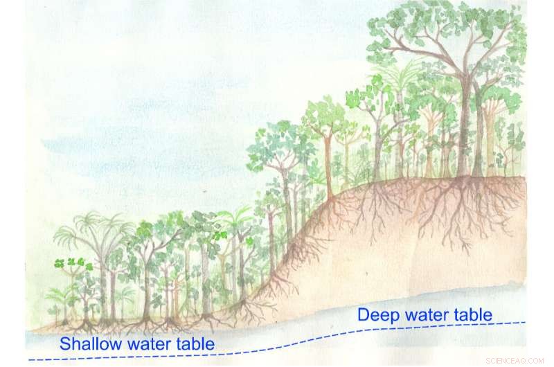 Understanding Amazon Drought: Climate Change and Forest Health