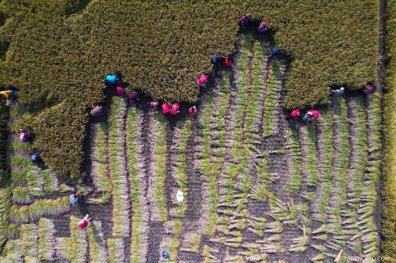 Study Reveals Ozone Pollution Drives $63B Annual Crop Losses Across Asia