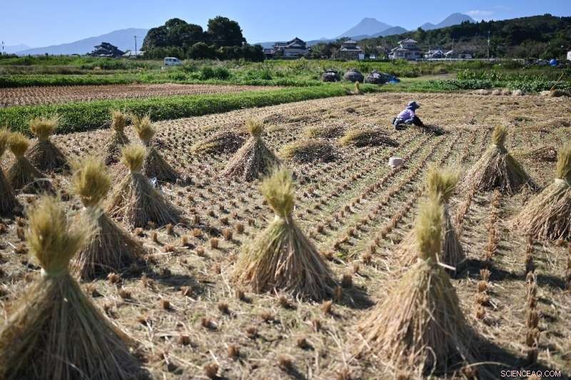 Study Reveals Ozone Pollution Drives $63B Annual Crop Losses Across Asia