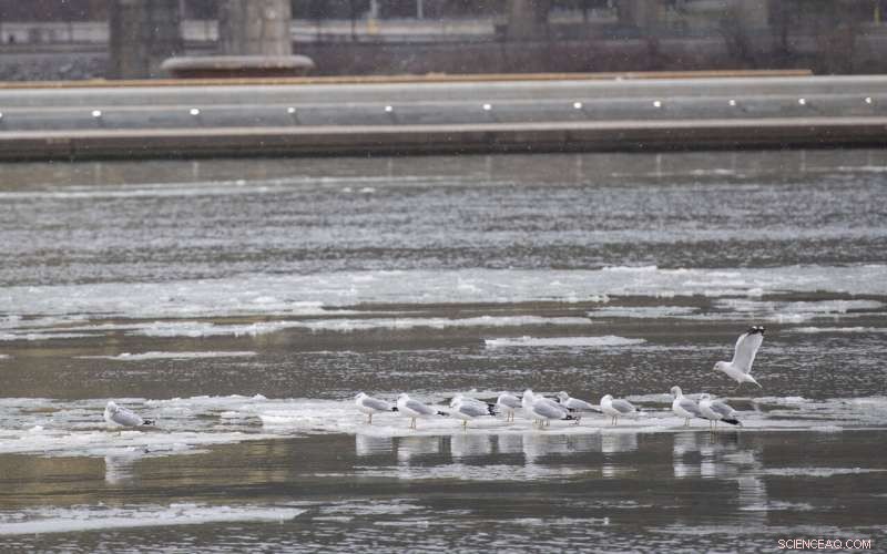Intense Winter Storm Brings Heavy Snow, Thunderstorms to Northeast US