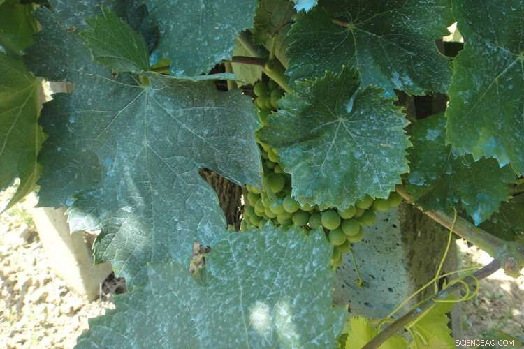 Copper-Based Chemicals: New Evidence Links Them to Ozone Layer Depletion