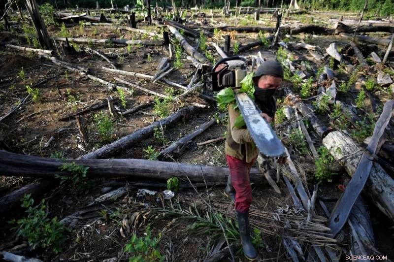 Major Global Companies Fail to Honor COP26 Forest Protection Commitments, New Report Finds
