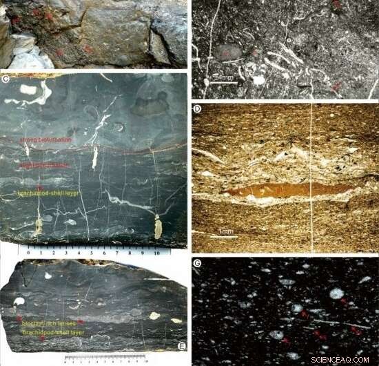 Revealing Benthic Marine Redox Shifts from Late Permian to Early Triassic