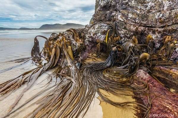 New Zealand’s Warming Summers: Human and Marine Life Affected