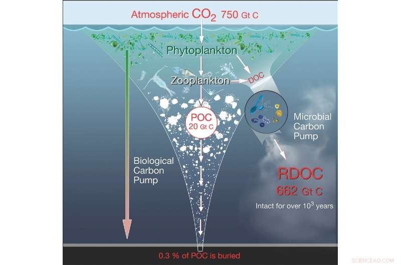 Eddy-Resolving Ocean Model Reveals Dissolved Organic Carbon Budget in the South China Sea