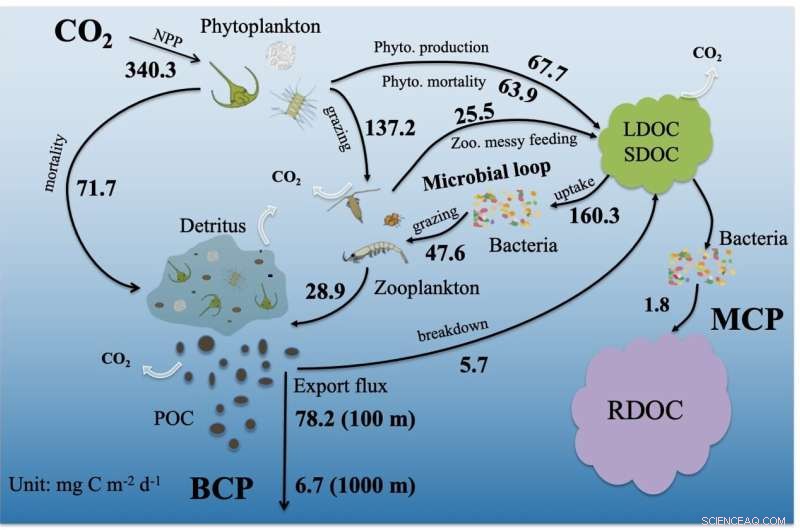 Eddy-Resolving Ocean Model Reveals Dissolved Organic Carbon Budget in the South China Sea