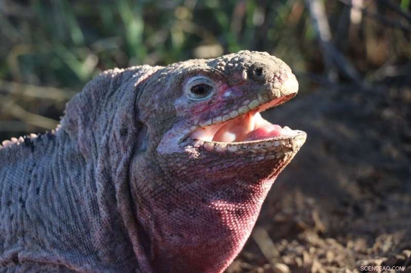 Wolf Volcano Erupts, Threatening Galapagos  Critically Endangered Pink Iguana