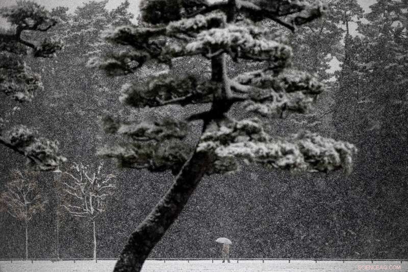 Tokyo s First Heavy Snow in 4 Years: Flights Cancelled, Shrines Snow-Covered