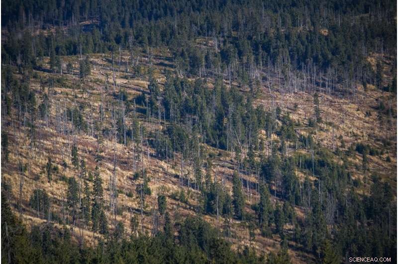 Deforestation Drives Flash Flood Risk in Rapidly Growing West African Coastal Cities