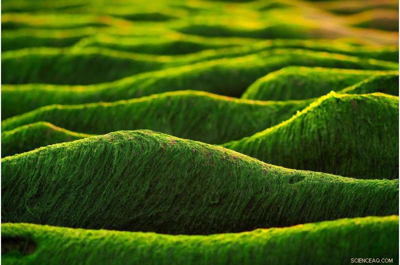 Algae Cultivation Beyond Wastewater: Sustainable Solutions and Real-World Applications